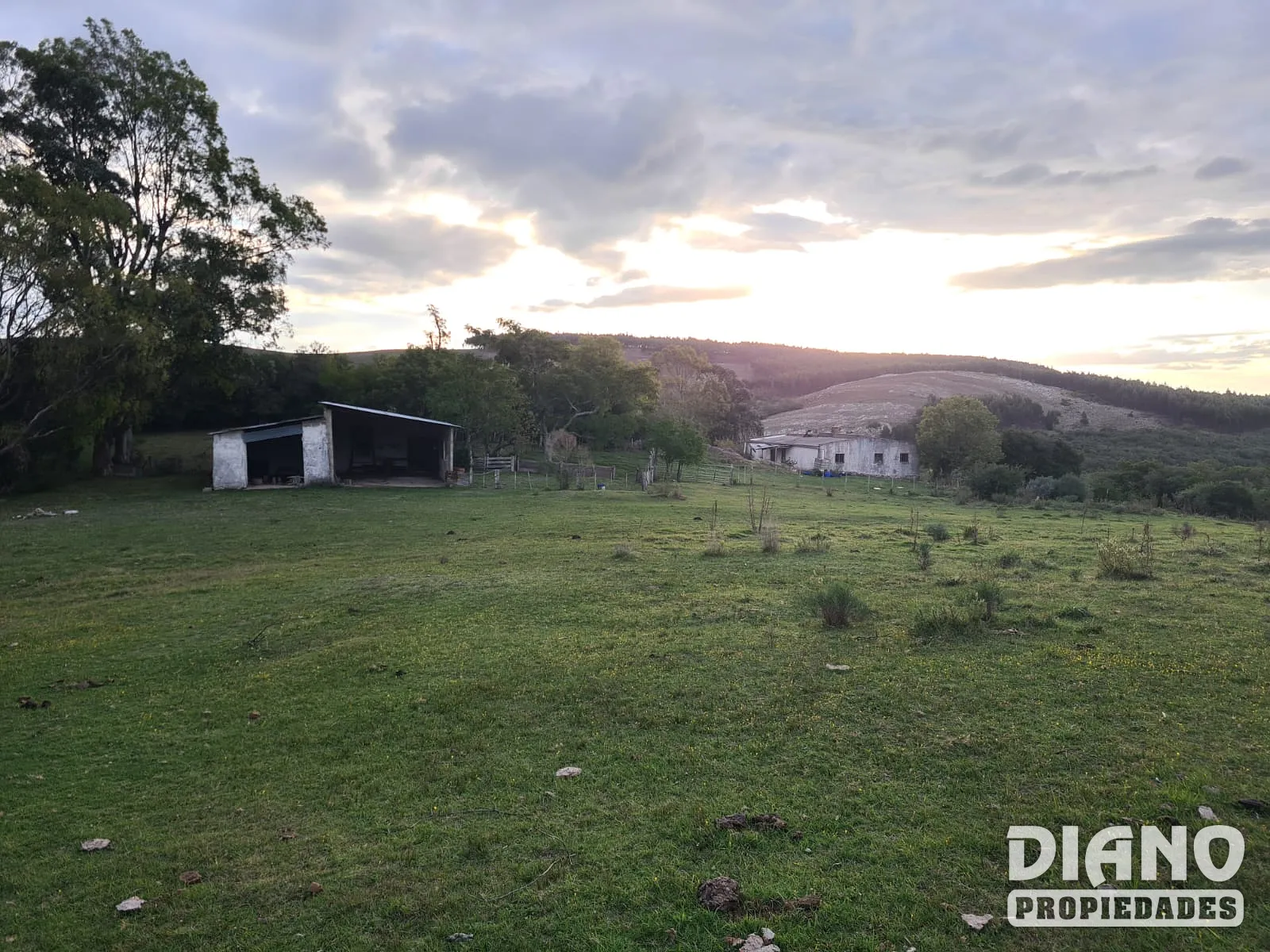 Campo forestado con casa