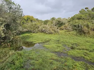 Campo forestado con casa