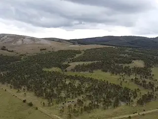 Campo forestado con casa