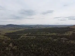 Campo forestado con casa