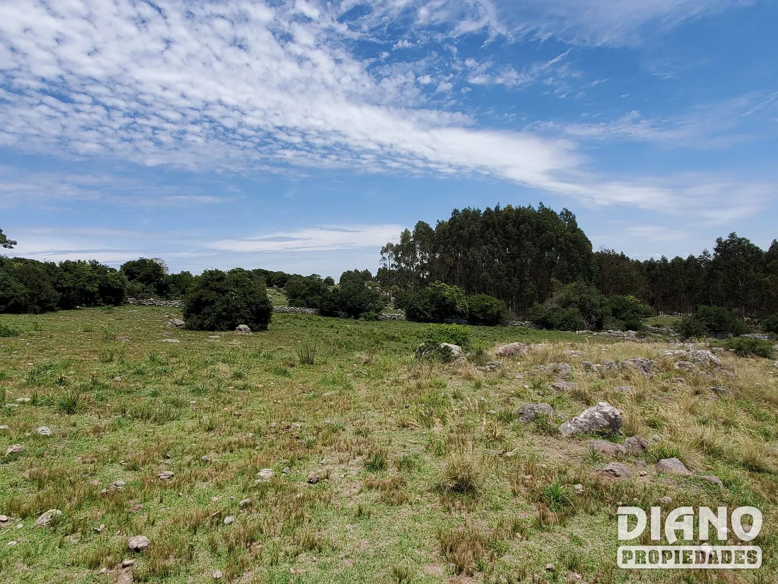 Barriga Negra, campo con arroyo