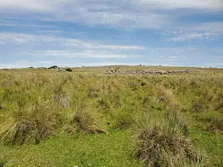 Barriga Negra, campo con arroyo