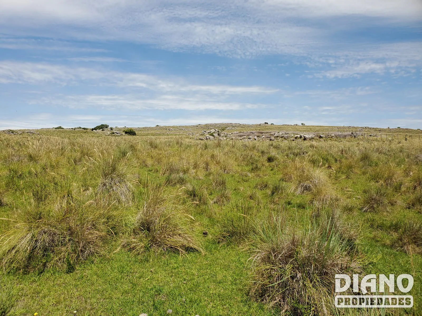 Barriga Negra, campo con arroyo