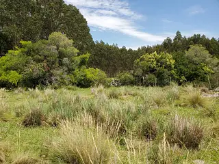 Barriga Negra, campo con arroyo