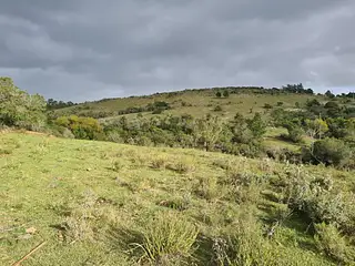 Campo forestado con casa