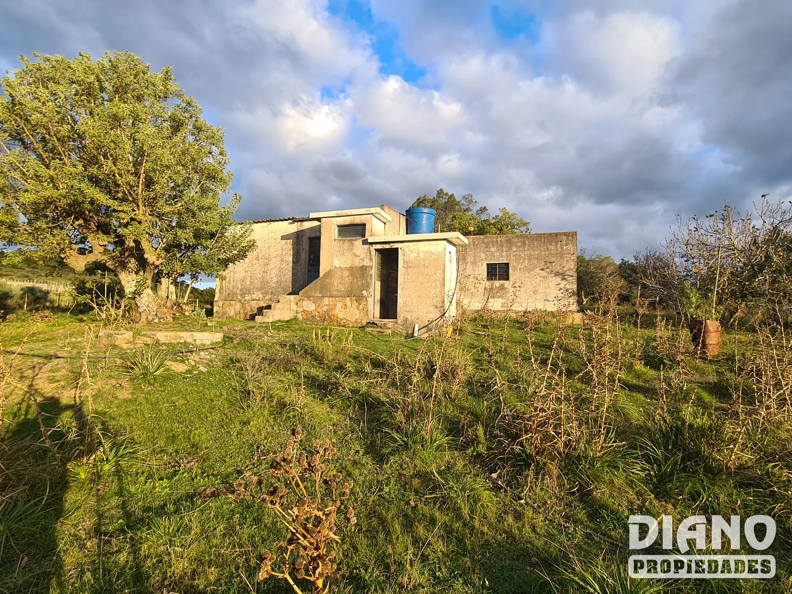 Campo forestado con casa