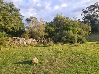 Campo forestado con casa