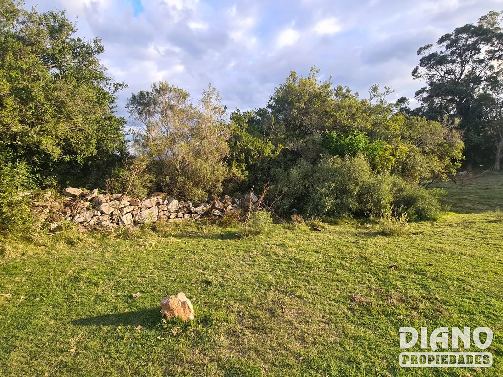 Campo forestado con casa