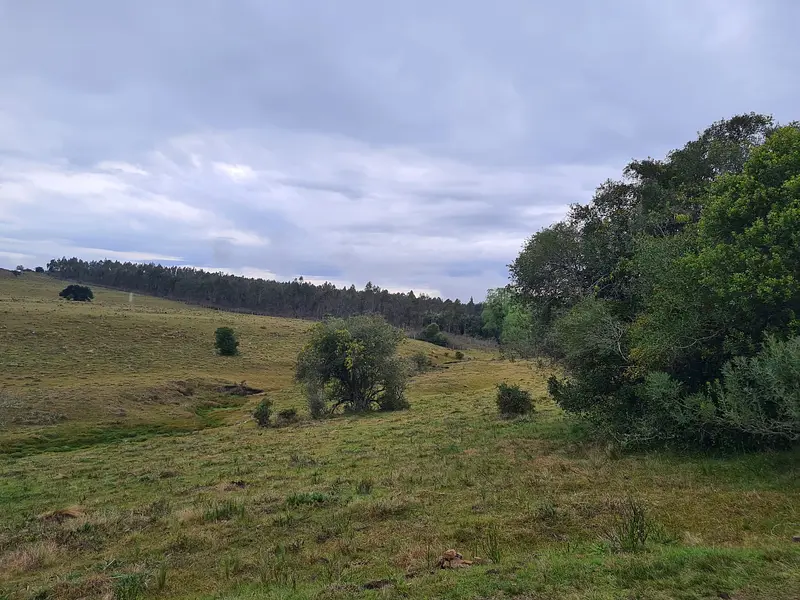 Molles de Aiguá, 40 hás