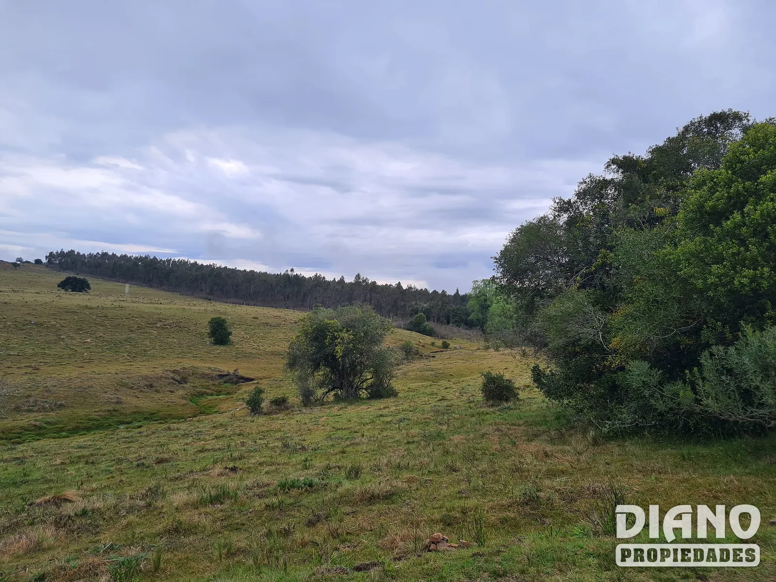 Molles de Aiguá, 40 hás