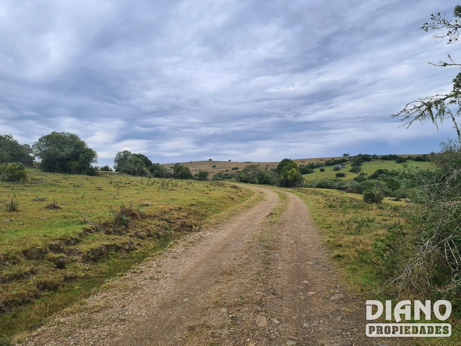 Molles de Aiguá, 40 hás