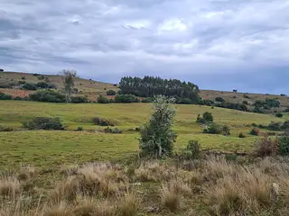 Molles de Aiguá, 40 hás
