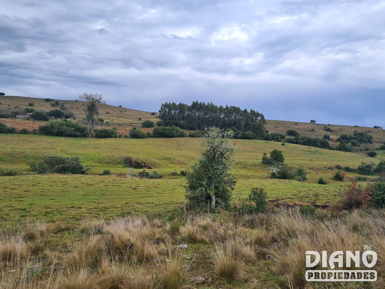 Molles de Aiguá, 40 hás