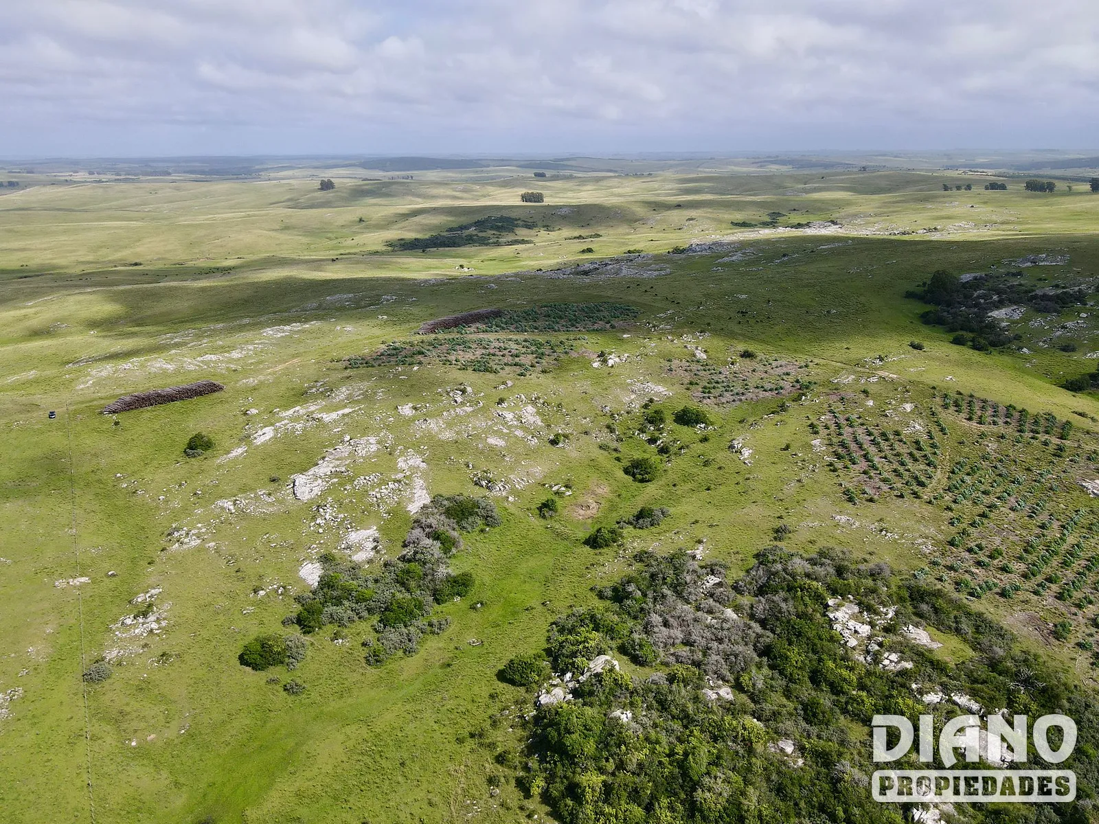 Espuelitas, campo ganadero-forestal
