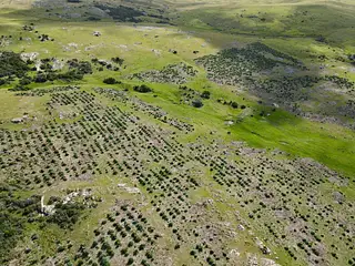 Espuelitas, campo ganadero-forestal