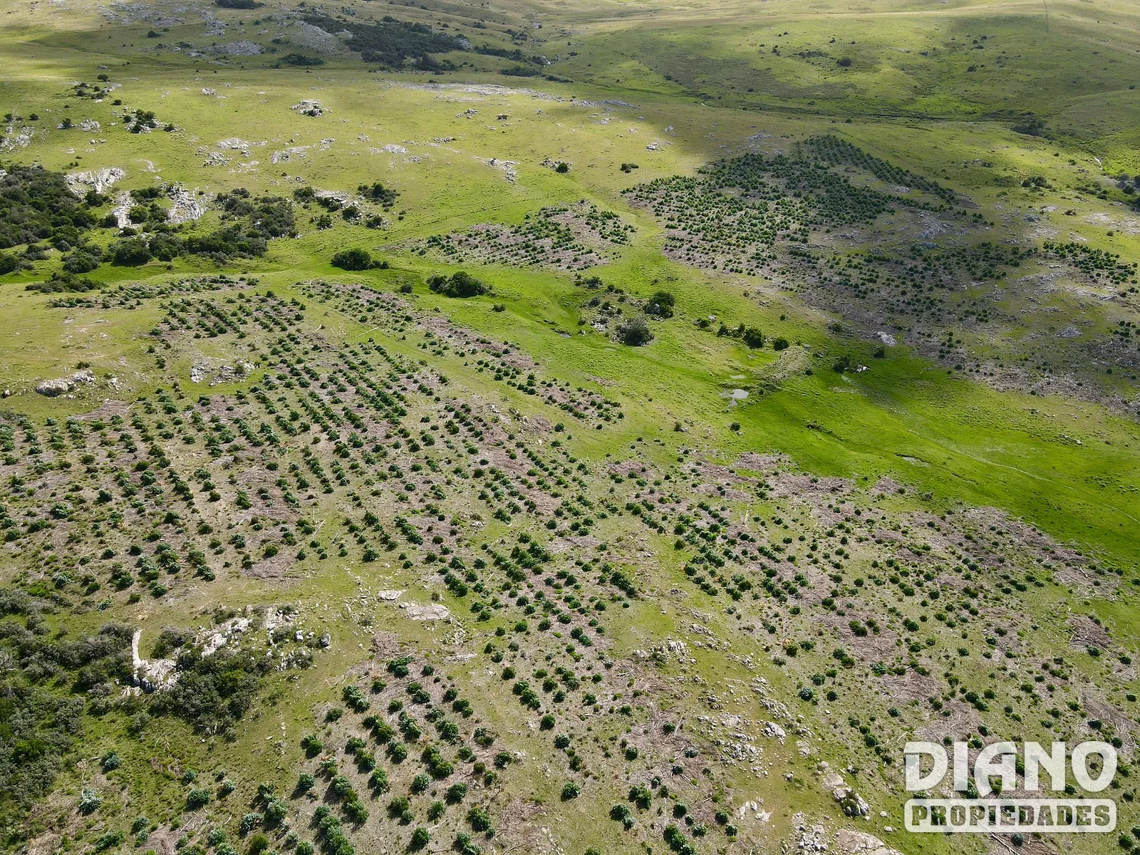 Espuelitas, campo ganadero-forestal