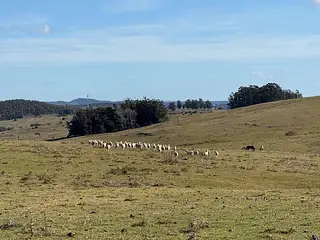 Campo Ganadero/Forestal. Lavalleja.
