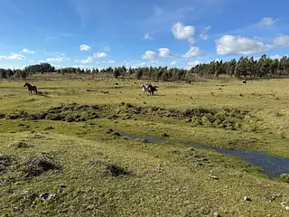 Campo Ganadero/Forestal. Lavalleja.