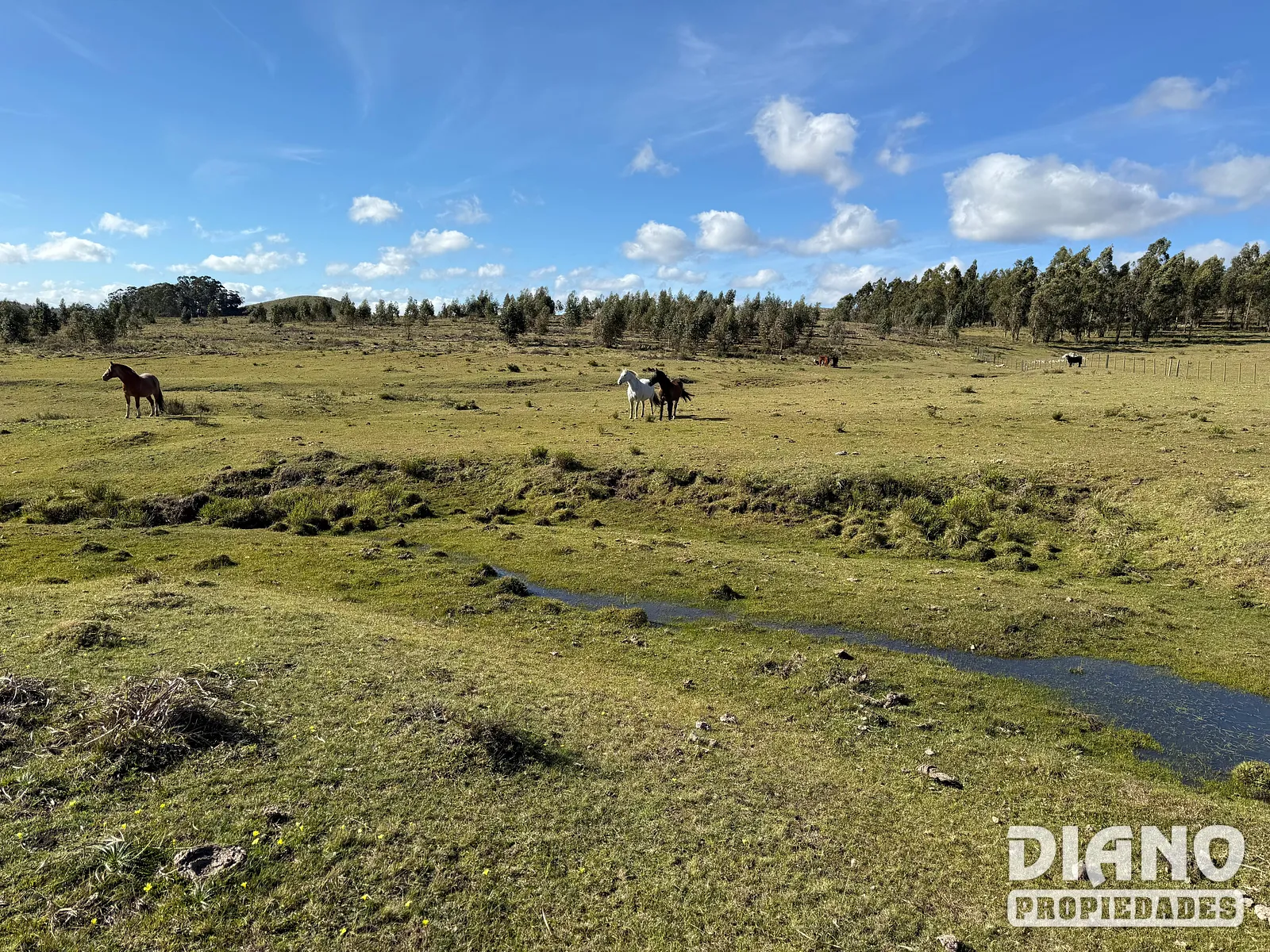 Campo Ganadero/Forestal. Lavalleja.