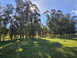 Campo Ganadero/Forestal. Lavalleja.