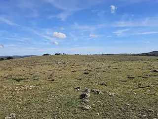 Campo Ganadero/Forestal. Lavalleja.