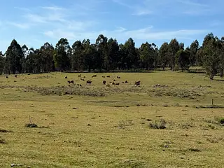 Campo Ganadero/Forestal. Lavalleja.