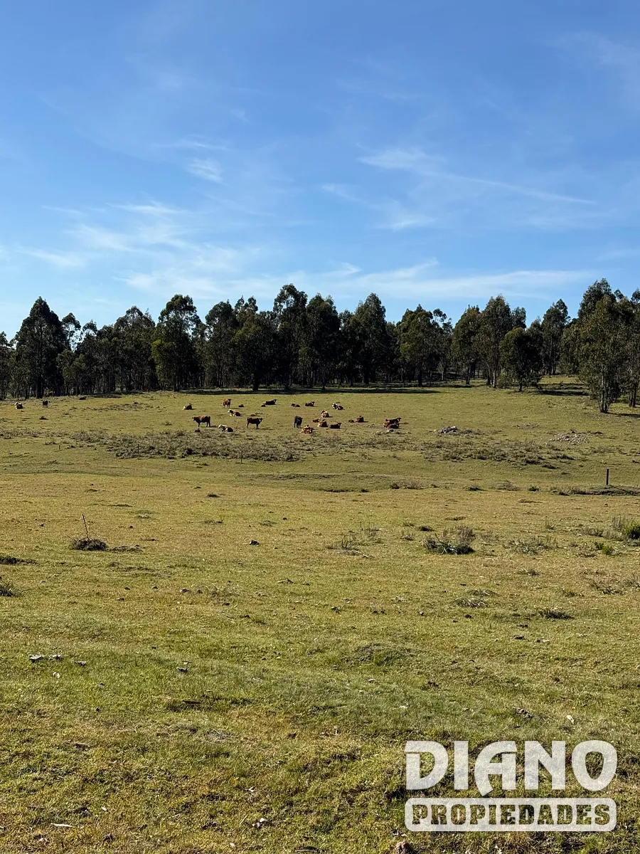 Campo Ganadero/Forestal. Lavalleja.