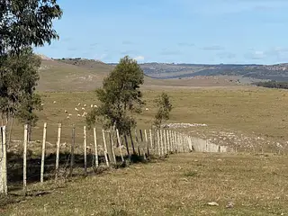 Campo Ganadero/Forestal. Lavalleja.