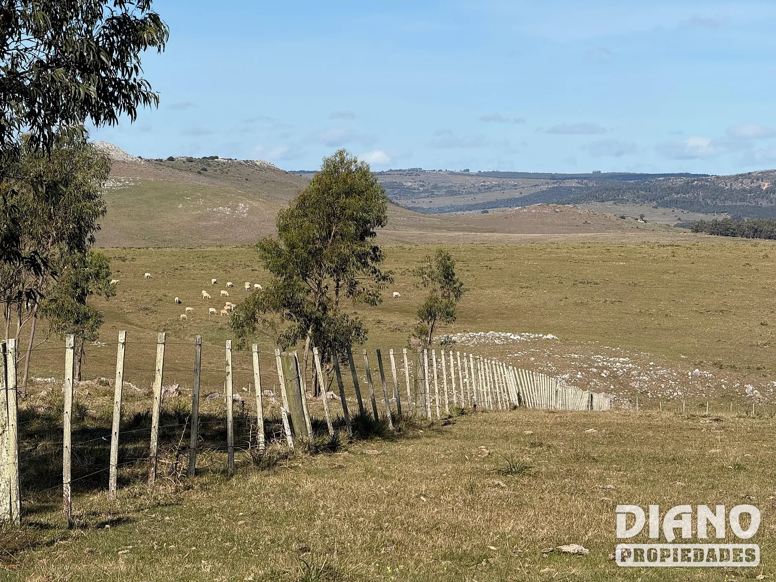 Campo Ganadero/Forestal. Lavalleja.