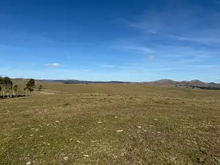 Campo Ganadero/Forestal. Lavalleja.