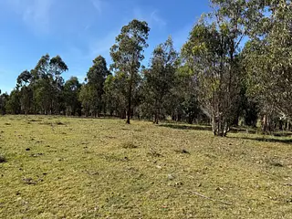 Campo Ganadero/Forestal. Lavalleja.