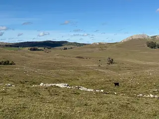 Campo Ganadero/Forestal. Lavalleja.