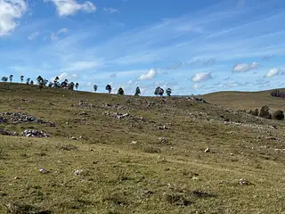 Campo Ganadero/Forestal. Lavalleja.