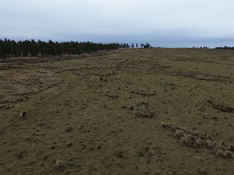 Retamosa, ganadero-forestal