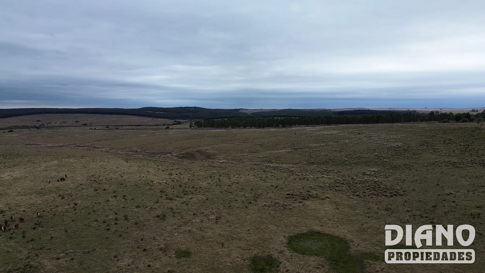 Retamosa, ganadero-forestal