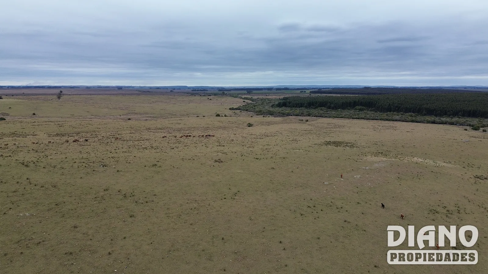 Retamosa, ganadero-forestal