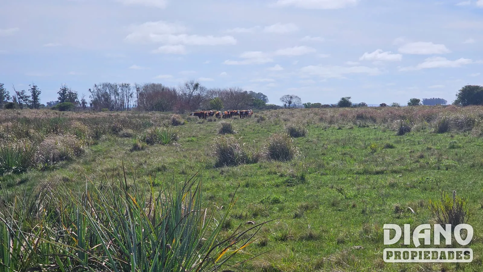 Excelente campo agrícola, Poblado Colón