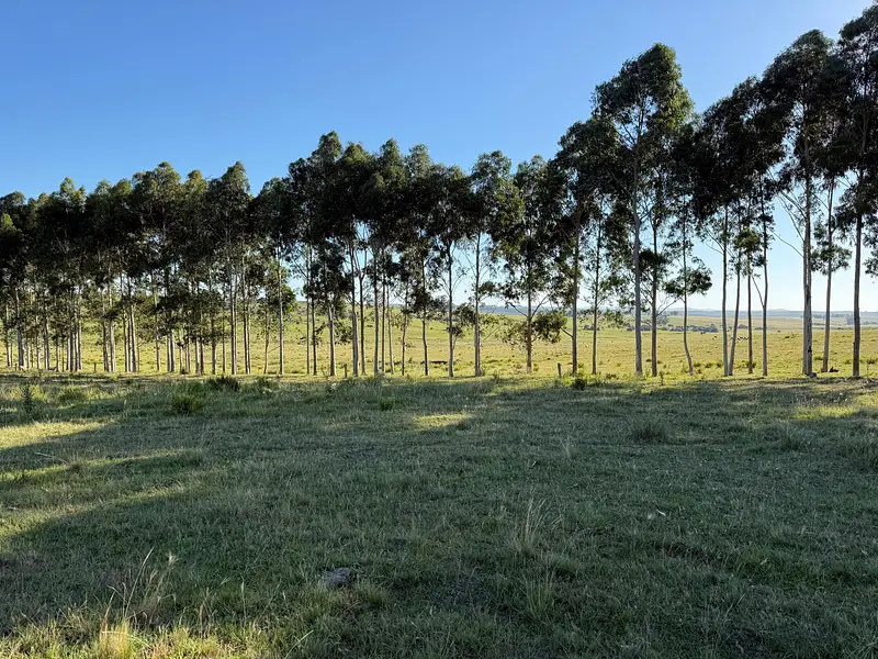 Campo agrícola