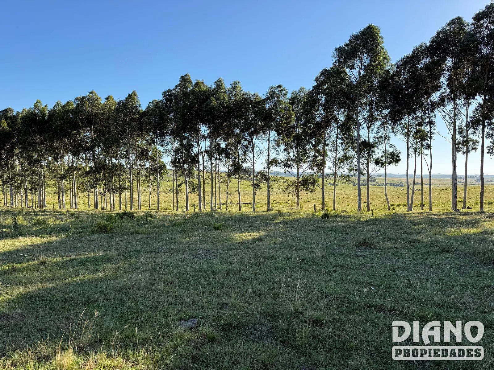 Campo agrícola