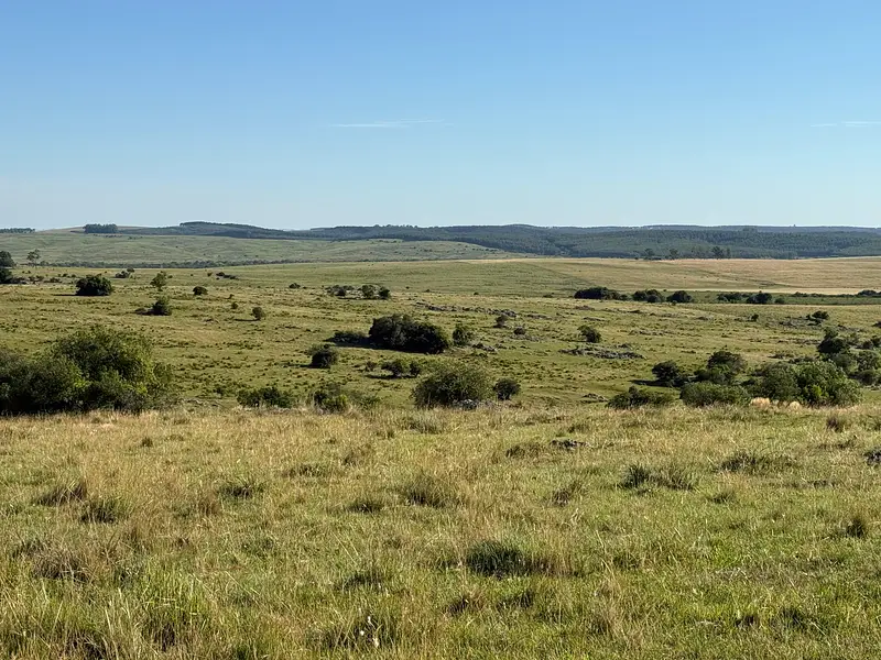 Muy buen campo Lavalleja