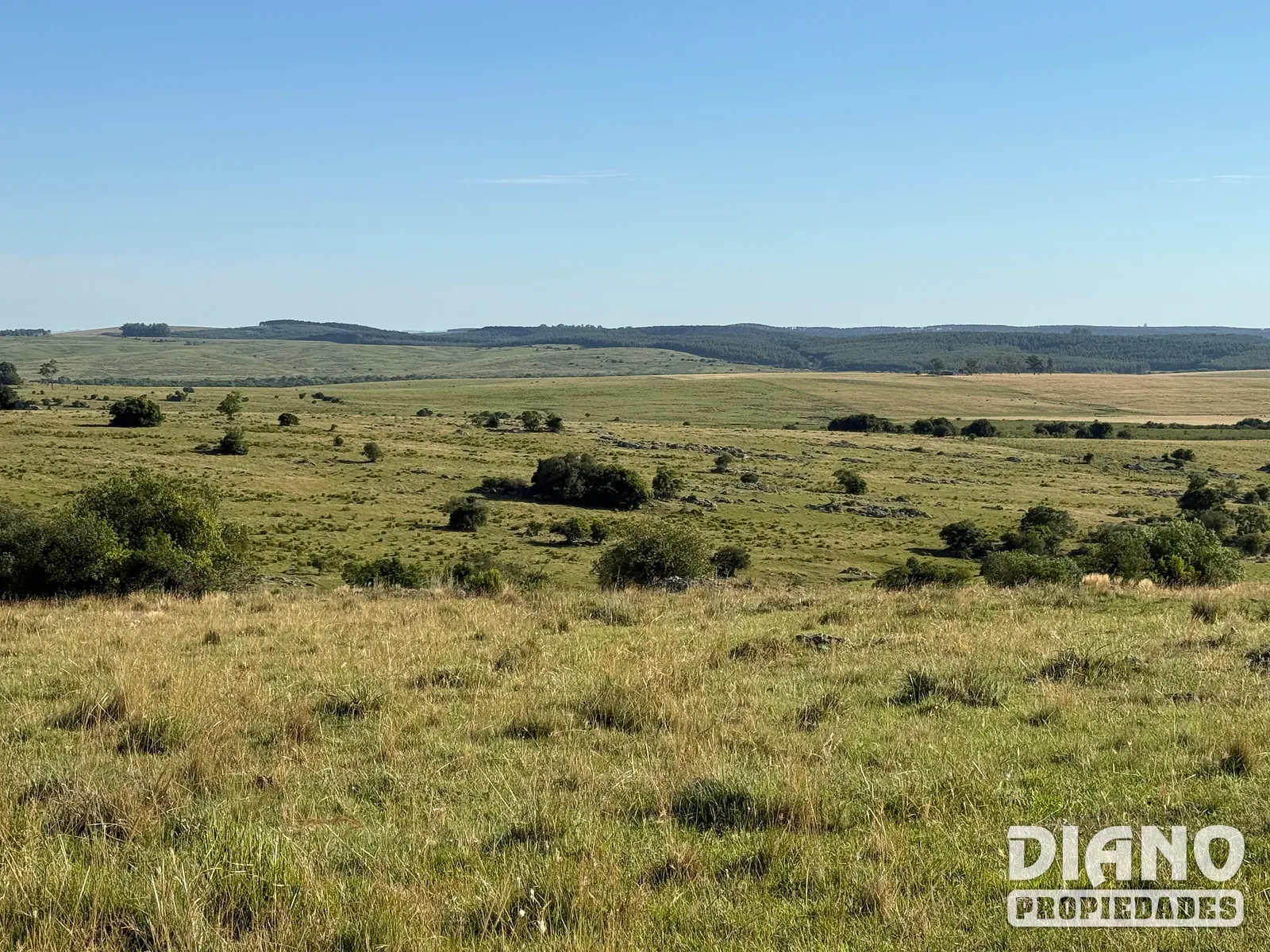 Muy buen campo Lavalleja