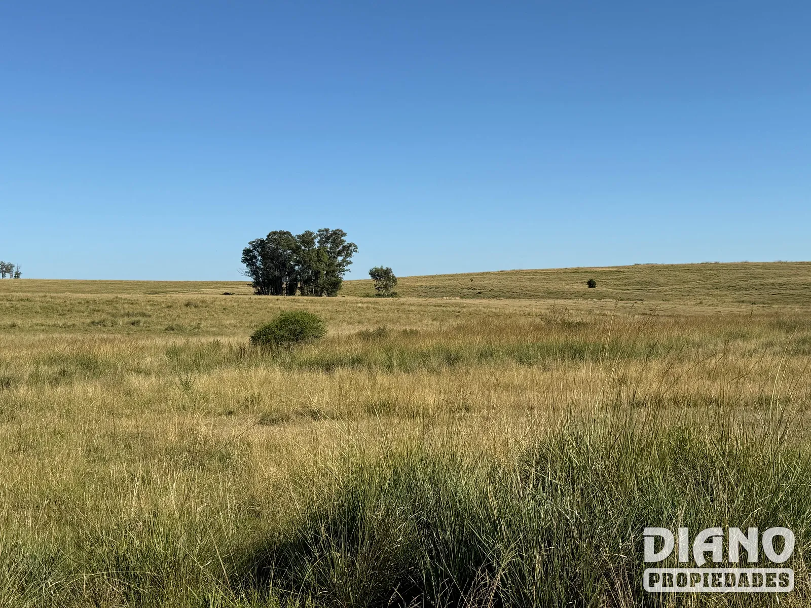 Muy buen campo Lavalleja