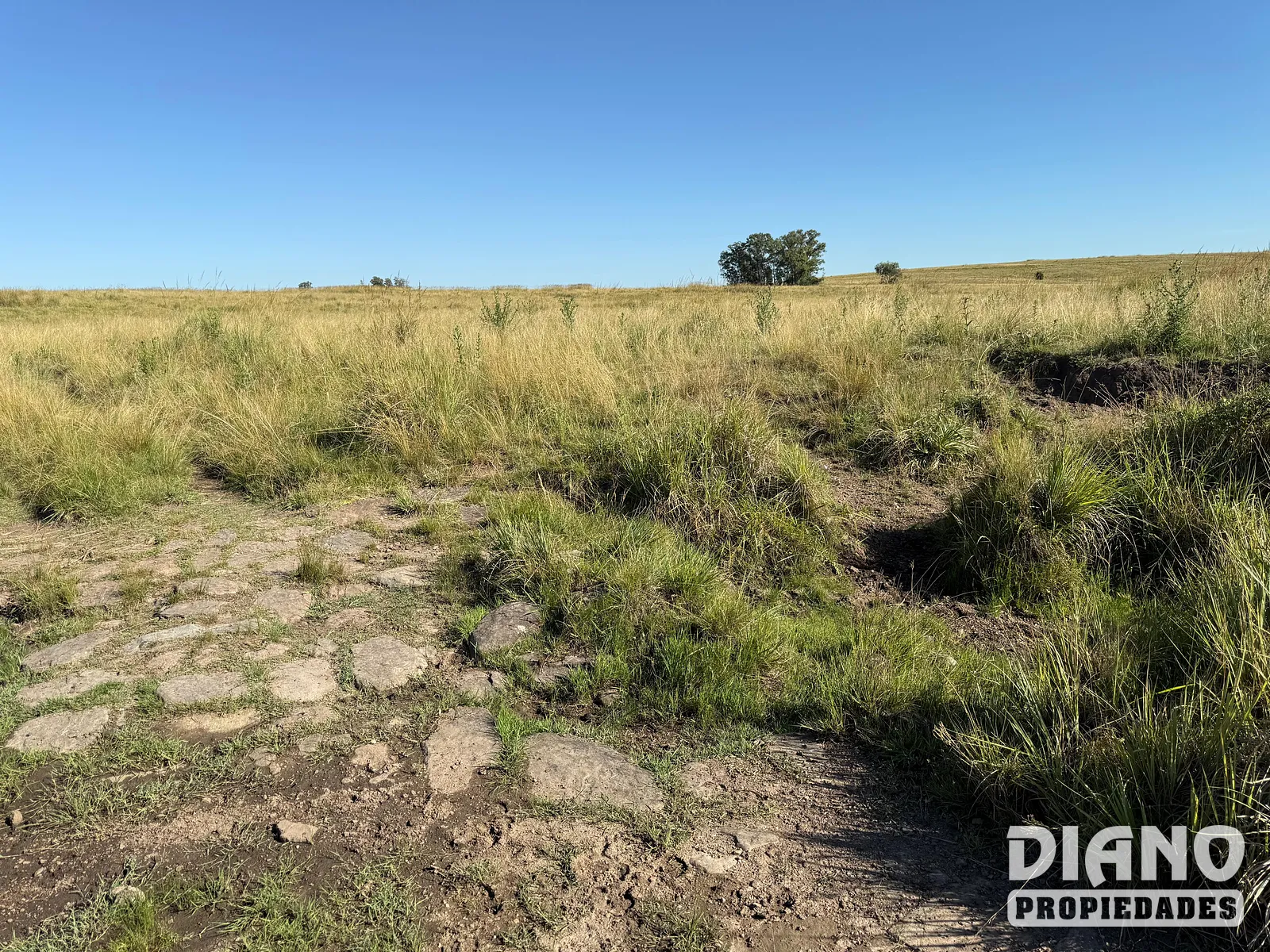 Muy buen campo Lavalleja