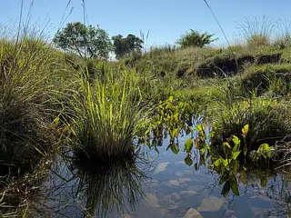 Muy buen campo Lavalleja