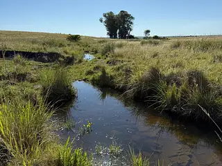 Muy buen campo Lavalleja