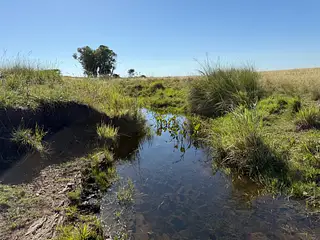Muy buen campo Lavalleja