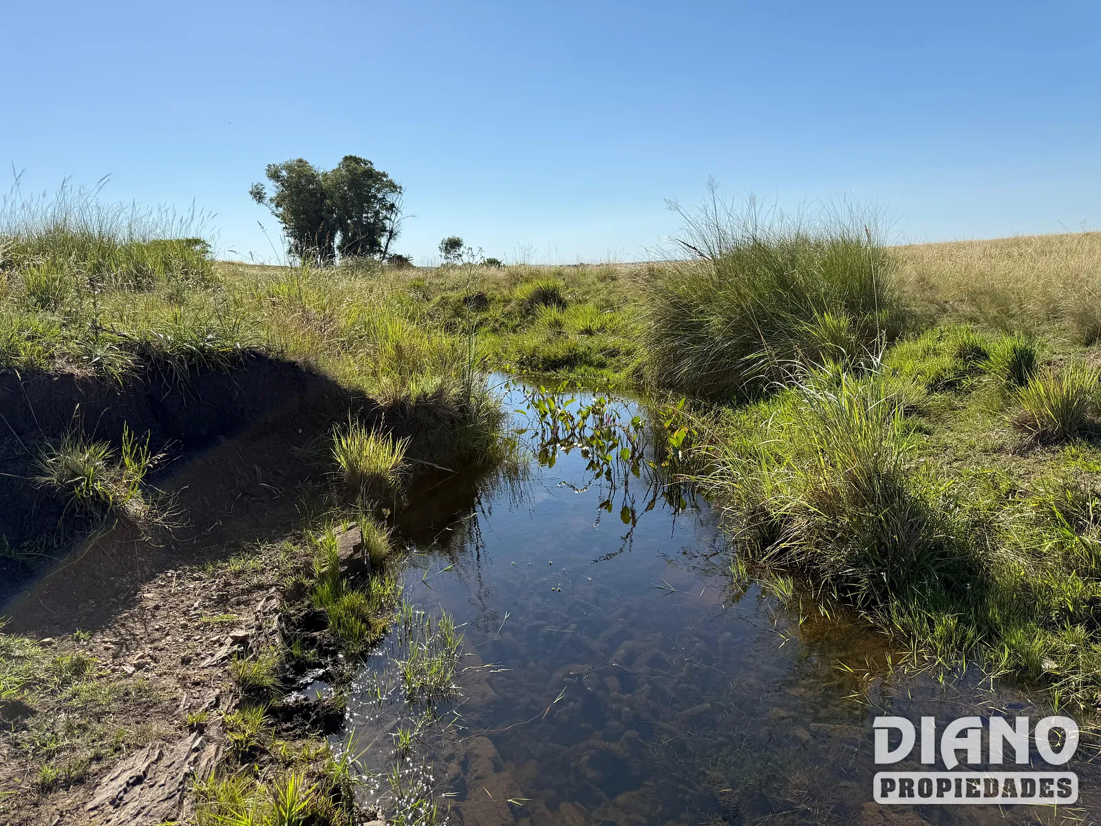 Muy buen campo Lavalleja