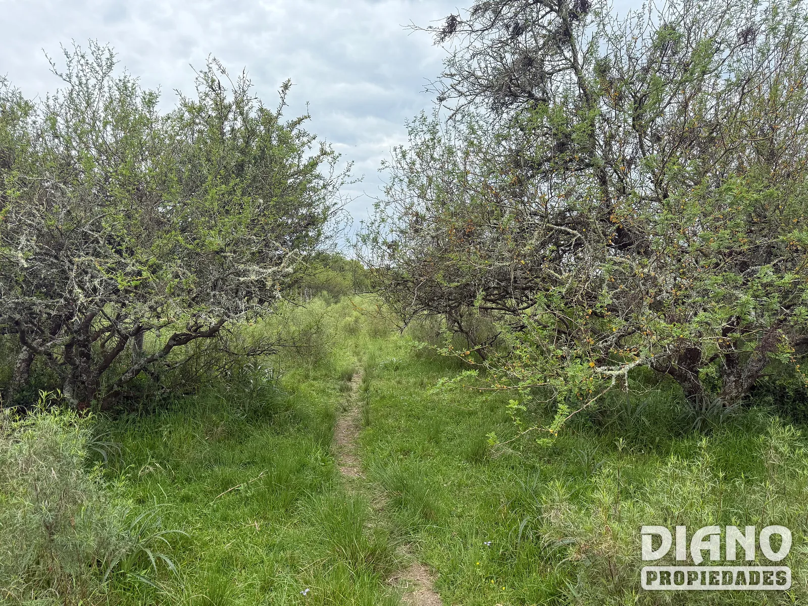 Excelente Campo, Río Santa Lucía