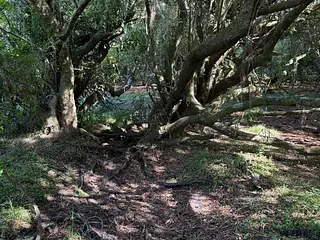 Muy buen campo Lavalleja