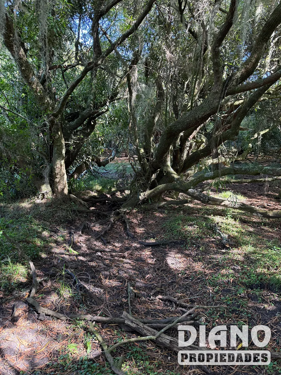 Muy buen campo Lavalleja